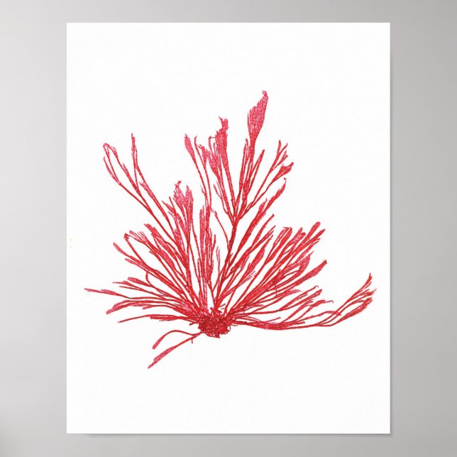Red Seaweed Art Print No.1 Beach Decor (Front)