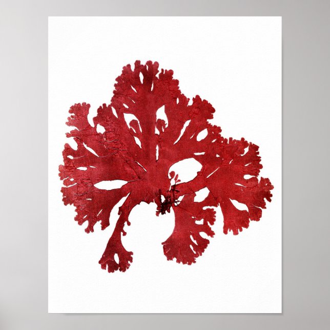 Red Seaweed Art Print No.9 Beach Decor (Front)