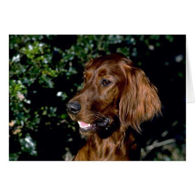 Red Setter (Front Horizontal)