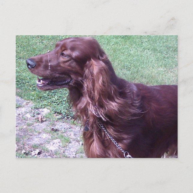 Red setter postcard (Front)