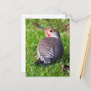 Red-Shafted Northern Flicker Woodpecker on Lawn Postcard