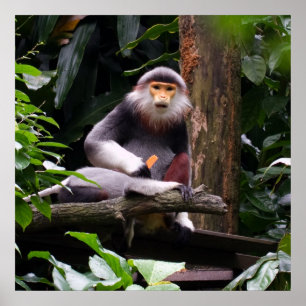 Red Shanked Douc Langur Monkey Poster