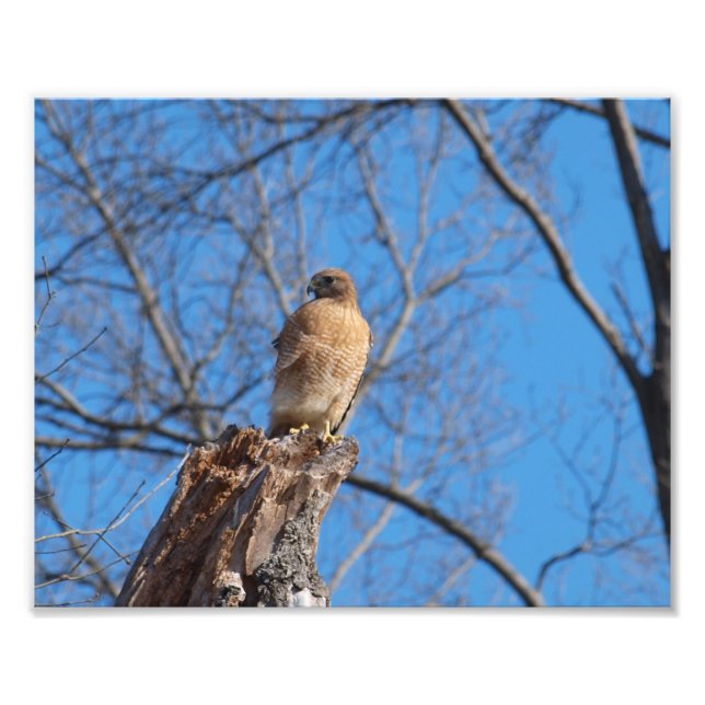 Red Shoulder Hawk Photo Print (Front)