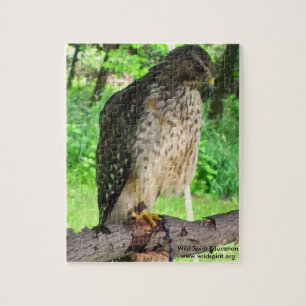 Red Shoulder Hawk puzzle