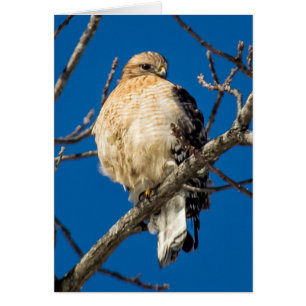 Red Shouldered Hawk