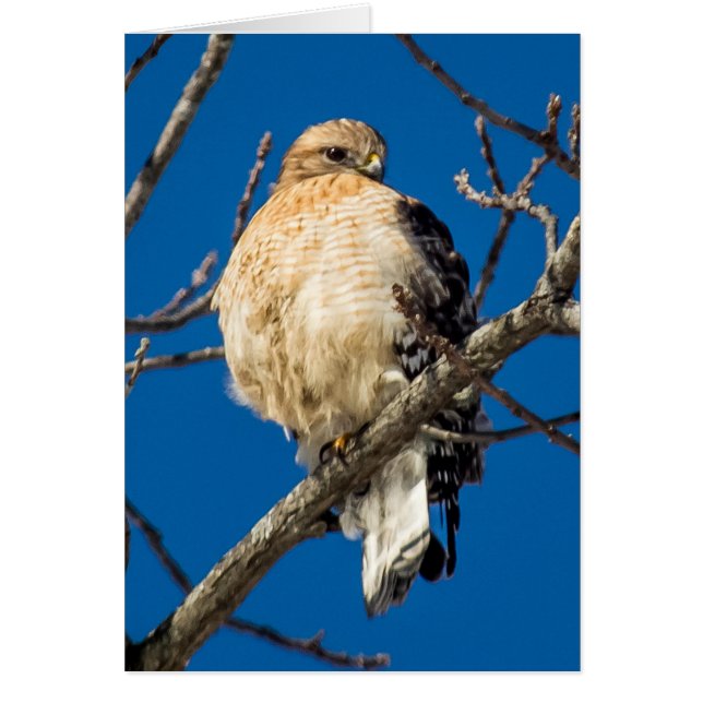 Red Shouldered Hawk (Front)