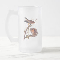 Red Shouldered Hawk Audubon Bird of Prey