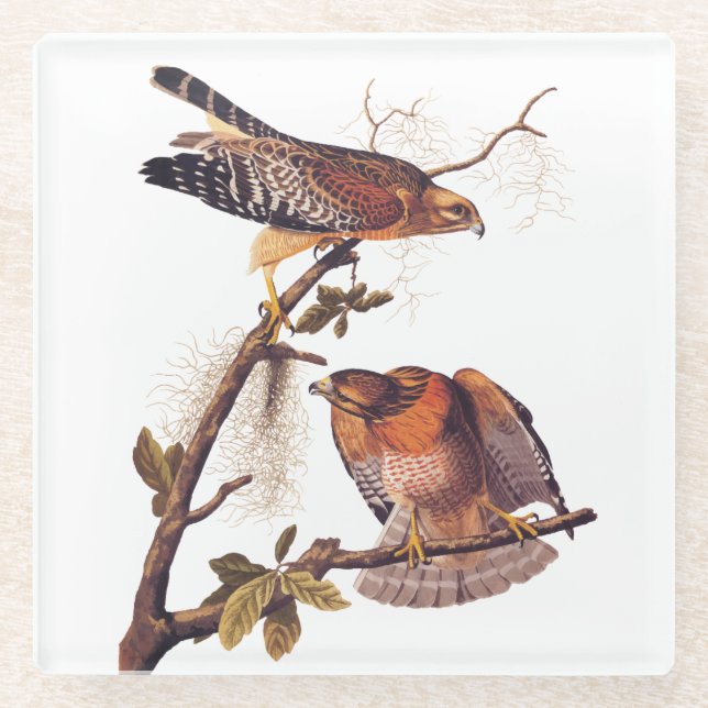 Red Shouldered Hawk Audubon Bird of Prey Glass Coaster (Front)