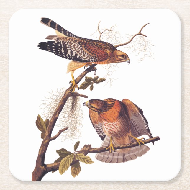 Red Shouldered Hawk Audubon Bird of Prey Square Paper Coaster (Front)