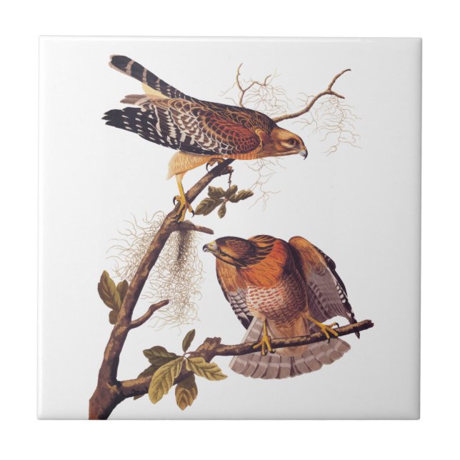 Red Shouldered Hawk Audubon Bird of Prey Tile (Front)