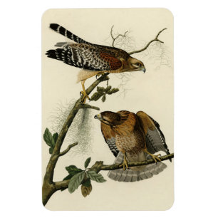 Red-shouldered Hawk - Audubon's Birds of America Magnet