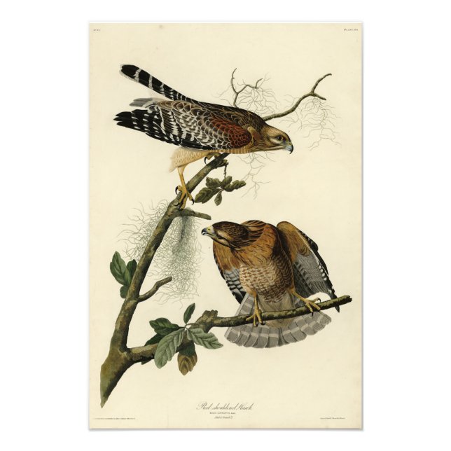 Red-shouldered Hawk - Audubon's Birds of America Photo Print (Front)