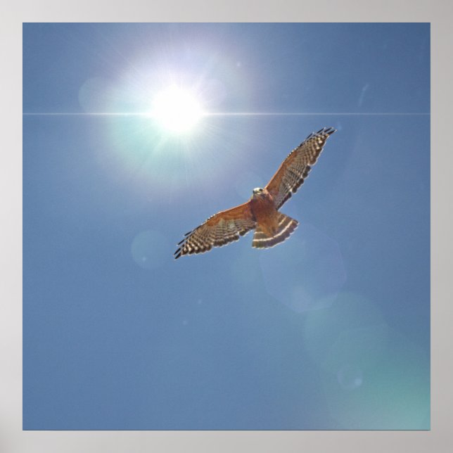 Red Shouldered Hawk Bright Sun Photographic Art Poster (Front)