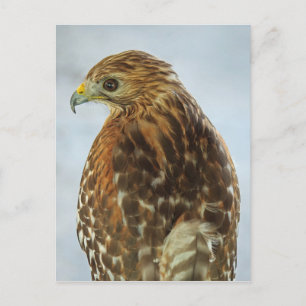 Red-shouldered Hawk (Buteo lineatus) postcard