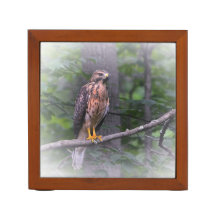 Red Shouldered Hawk