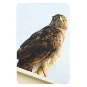 Red Shouldered Hawk Flexible Magnet
