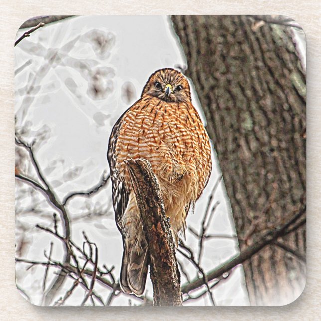 Red Shouldered Hawk in a tree Coaster (Front)