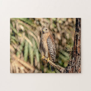 Red Shouldered Hawk in a tree Jigsaw Puzzle