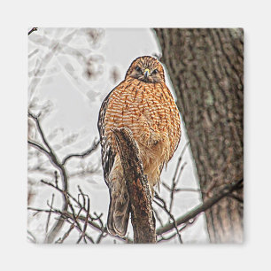 Red Shouldered Hawk in a tree Magnet