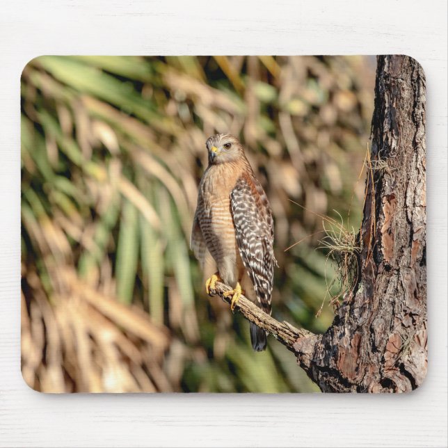 Red Shouldered Hawk in a tree Mouse Mat (Front)