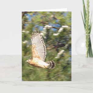 Red Shouldered Hawk in Flight Photography Design Card