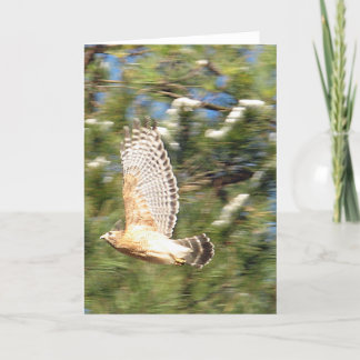 Red Shouldered Hawk in Flight Photography Design Card
