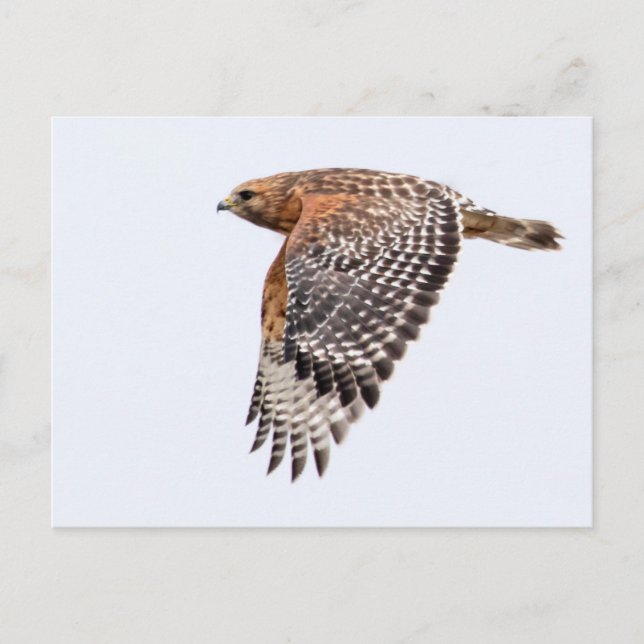 Red Shouldered Hawk in flight Postcard (Front)
