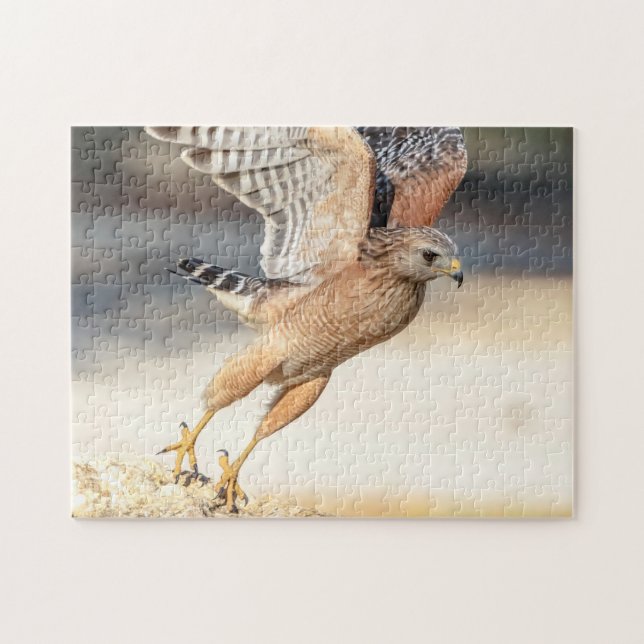 Red Shouldered Hawk in Florida Jigsaw Puzzle (Horizontal)