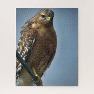Red-shouldered Hawk Jigsaw Puzzle