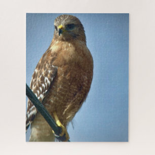 Red-shouldered Hawk Jigsaw Puzzle