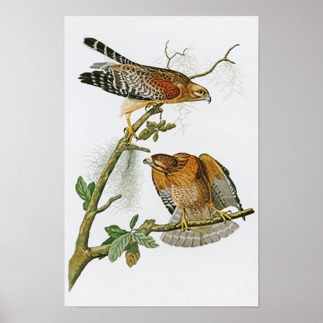 Red-shouldered Hawk John Audubon Birds of America Poster (Front)