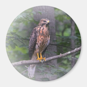 Red Shouldered Hawk Magnet
