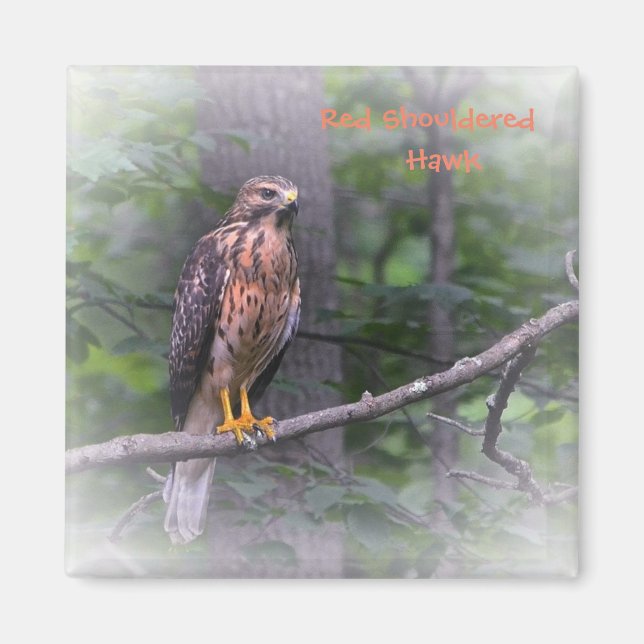 Red Shouldered Hawk Magnet (Front)