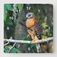 Red-Shouldered Hawk on a Limb Clock