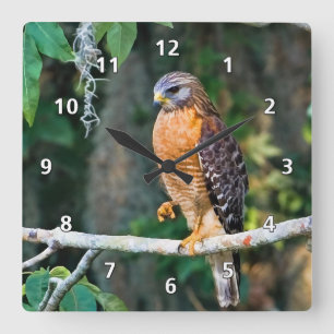 Red-Shouldered Hawk on a Limb Clock