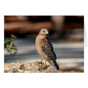 Red Shouldered Hawk on a rock
