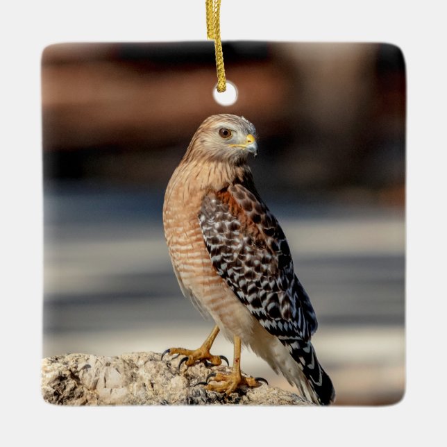 Red Shouldered Hawk on a rock Ceramic Tree Decoration (Front)