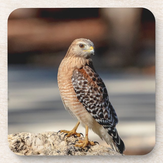 Red Shouldered Hawk on a rock Coaster (Front)