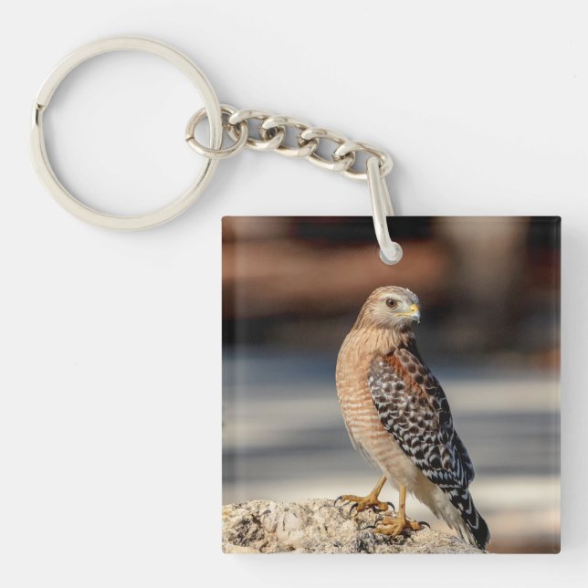 Red Shouldered Hawk on a rock Key Ring (Front)