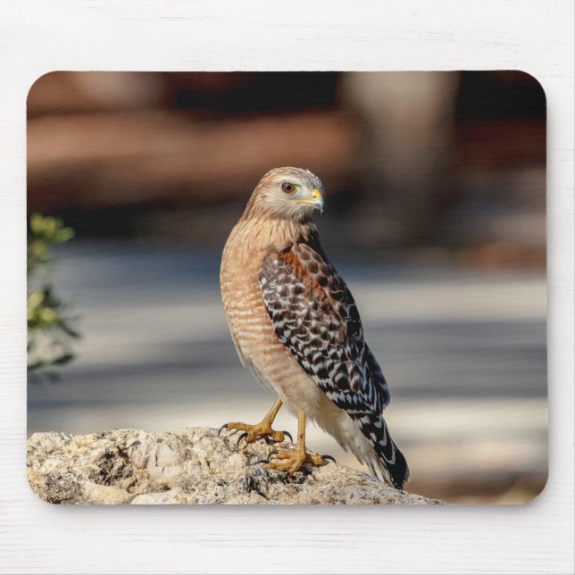 Red Shouldered Hawk on a rock Mouse Mat (Front)