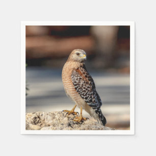 Red Shouldered Hawk on a rock Napkin