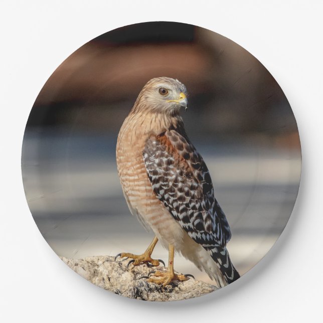 Red Shouldered Hawk on a rock Paper Plate (Front)
