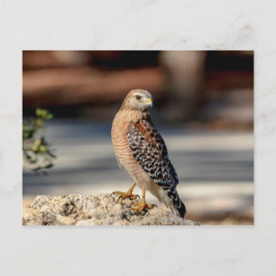 Red Shouldered Hawk on a rock Postcard