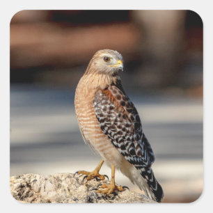 Red Shouldered Hawk on a rock Square Sticker