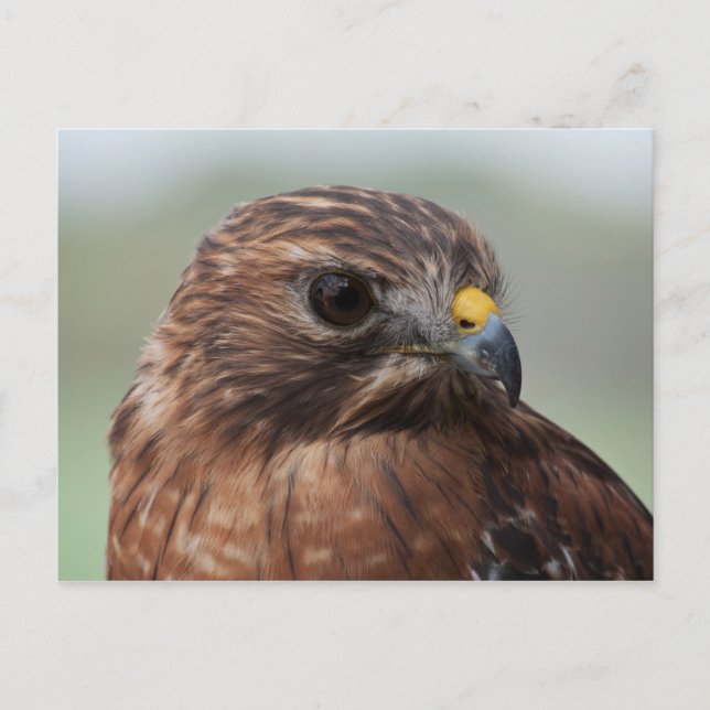 Red-shouldered Hawk photo postcard (Front)