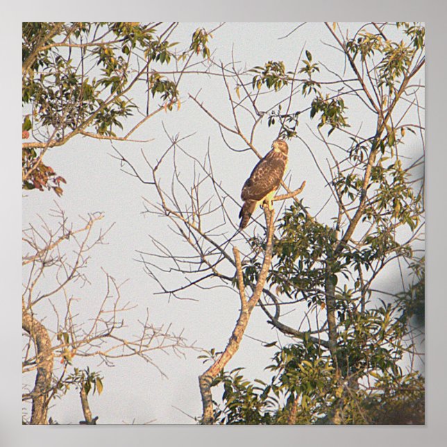 Red-shouldered Hawk Photo Poster (Front)