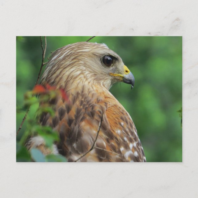 Red-shouldered Hawk Portrait Postcard (Front)