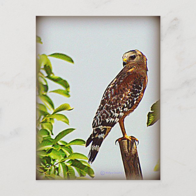 Red Shouldered Hawk Postcard (Front)