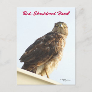 Red shouldered hawk Postcard