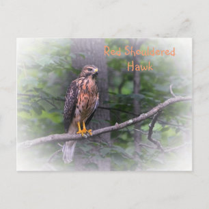 Red Shouldered Hawk Postcard